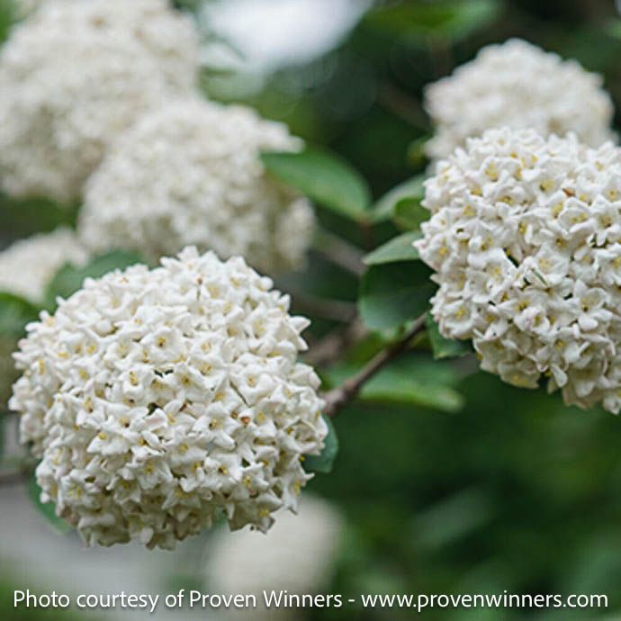 #3 Viburnum carl PW Spice Cowboy/ Korean Spice