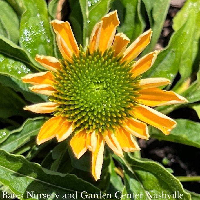 #1 Echinacea pur Mellow Yellows/ Coneflower Native (TN)