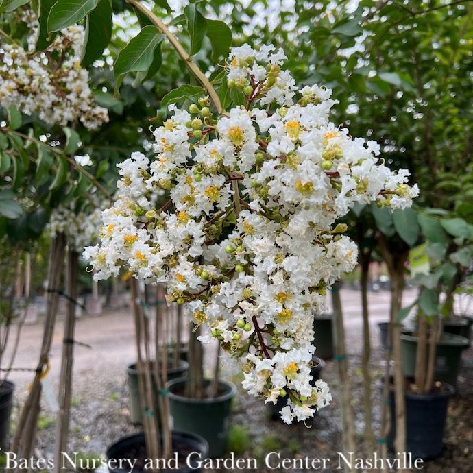#15 CLUMP Lagerstroemia x Sarah's Favorite/ White Crape Myrtle