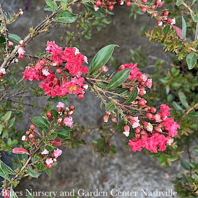 #3 Lagerstroemia Cherry Dazzle/ Cherry-red Dwarf Crape Myrtle