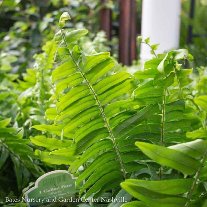 Tropical 10p! Pot Macho Fern /Sun Loving - No Warranty