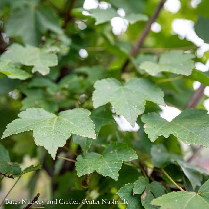 #5 Acer rub Brandywine/ Red Maple Native (TN)