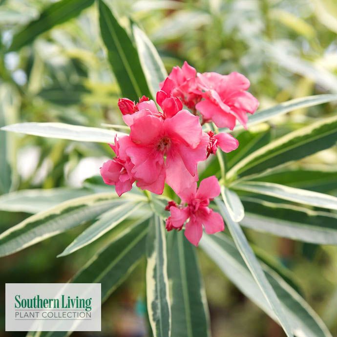 Tropical #3 Oleander Twist of Pink/ Variegated BUSH Form - No Warranty