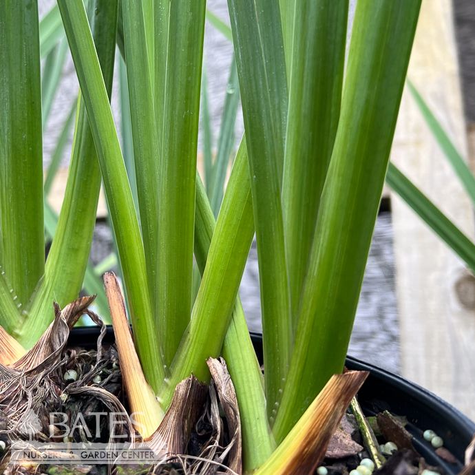 #1 Iris pseudacorus/ Yellow Flag