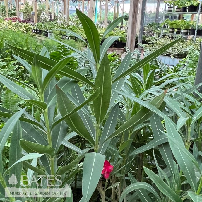 Tropical # Oleander Red - No Warranty
