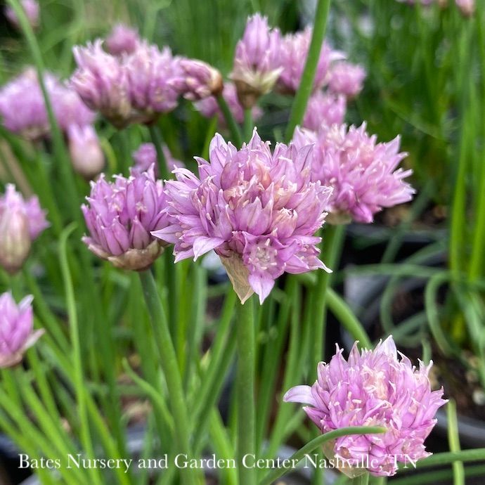 #1 Allium Chivette/ Purple