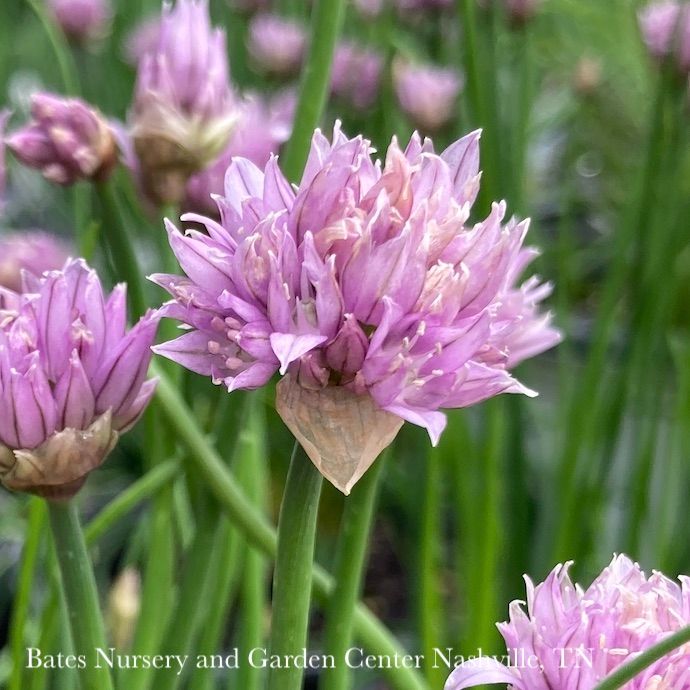 #1 Allium Chivette/ Purple