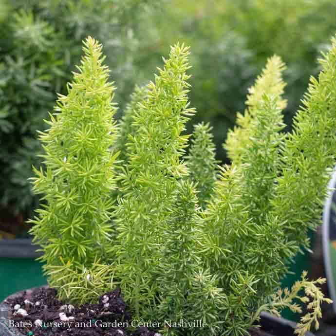 Tropical #1 Asparagus Myers/  Foxtail Fern - No Warranty