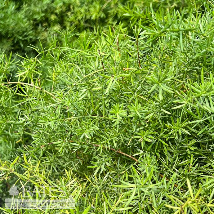 #1/6p! Fern - Asparagus Sprengeri /Tropical