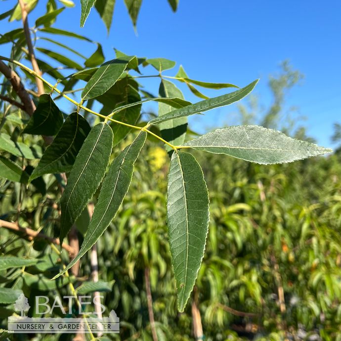 Edible #6 Carya ill Oconee/ Type I Pecan Native (TN)