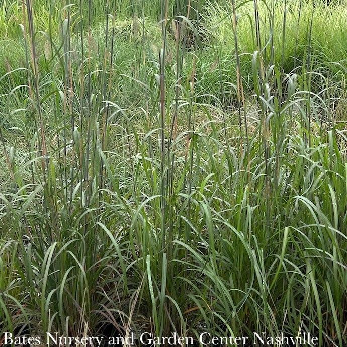 #2 Grass Andropogon ger Rain Dance/ Big Bluestem Native (TN)