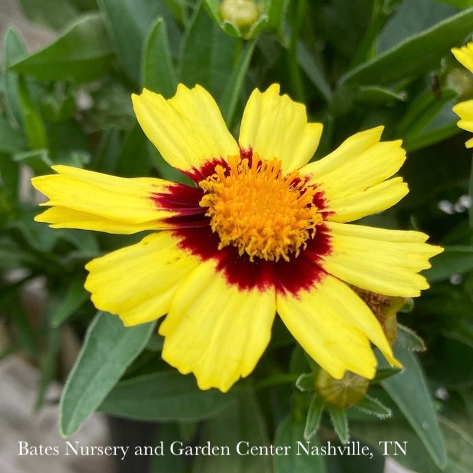 #1 Coreopsis x PW UpTick 'Yellow &amp; Red'/ Tickseed