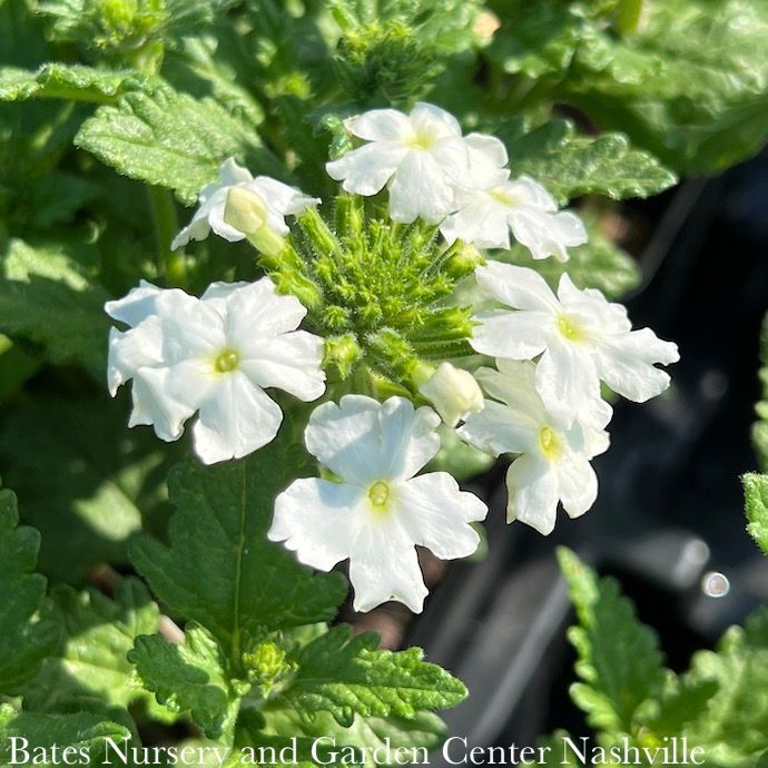 #1 Verbena x Endurascape 'White Blush'/ Annual Not Hardy