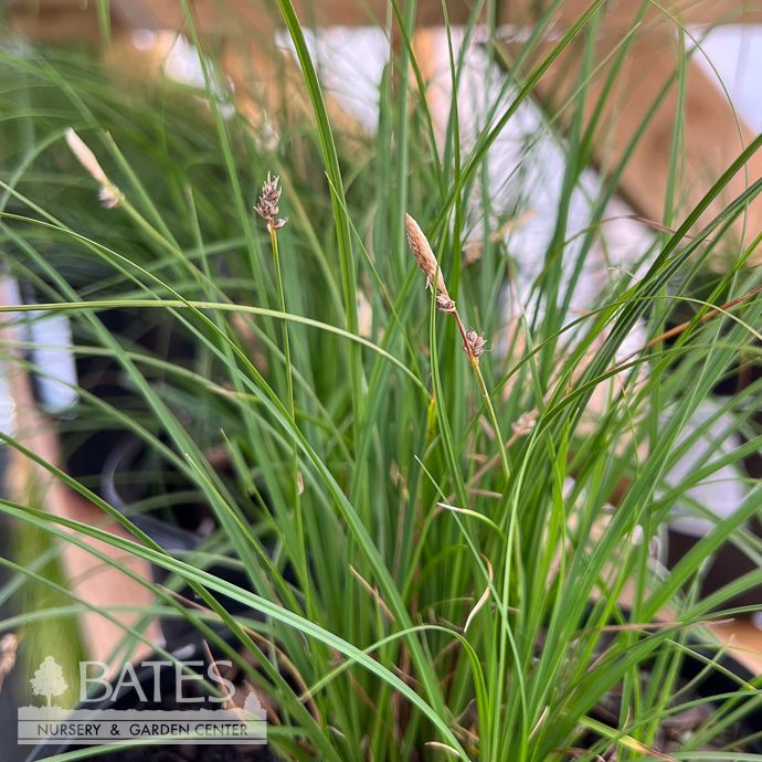 #1 Grass Carex pen Straw Hat/ Pennsylvania Sedge Native (TN)