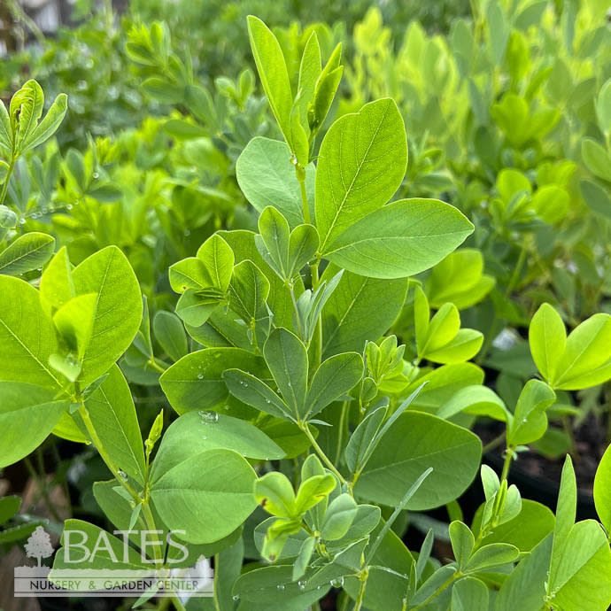 #1 Baptisia alba var macro/ White False Indigo Native (TN)