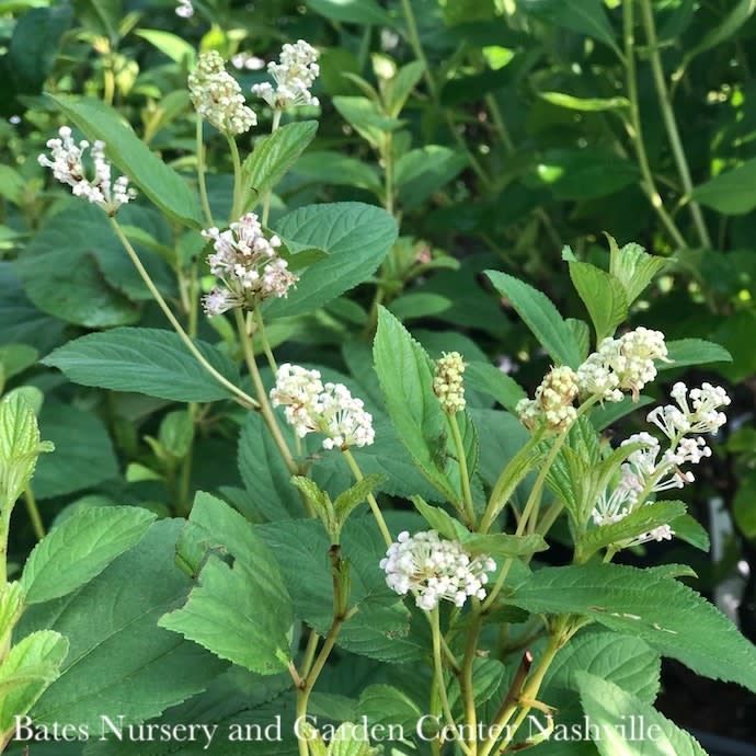 #2 Ceanothus americanus/ New Jersey Tea Native (TN)