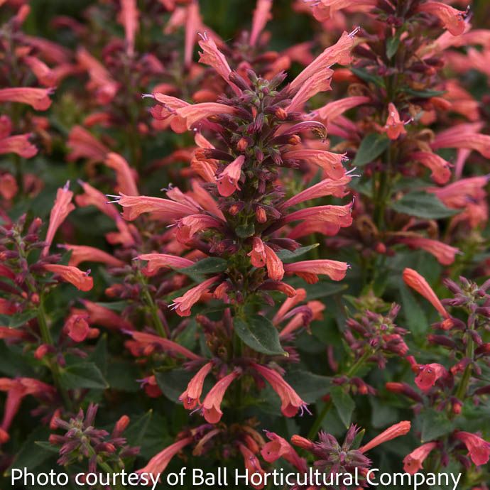#1 Agastache mex PW Summerlong 'Coral'/ Giant Hyssop