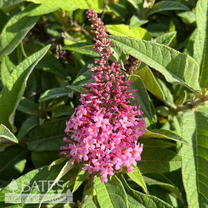 #3 Buddleia dav Butterfly Candy 'Li'l Taffy'/ Pink Butterfly Bush