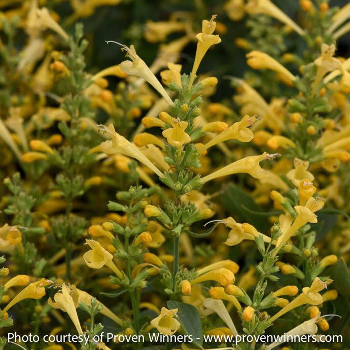 #1 Agastache mex PW Summerlong 'Lemon'/ Yellow Giant Hyssop