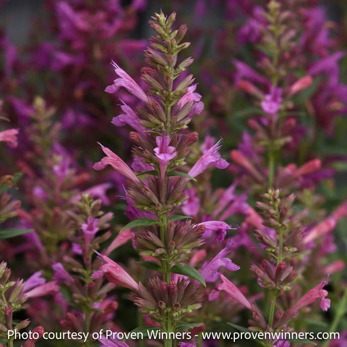 #1 Agastache mex PW Summerlong 'Magenta'/ Giant Hyssop