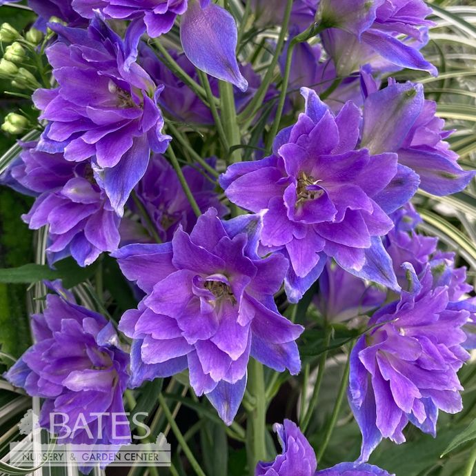 #1 Delphinium Delgenius 'Glitzy'/ Purple-Blue Larkspur