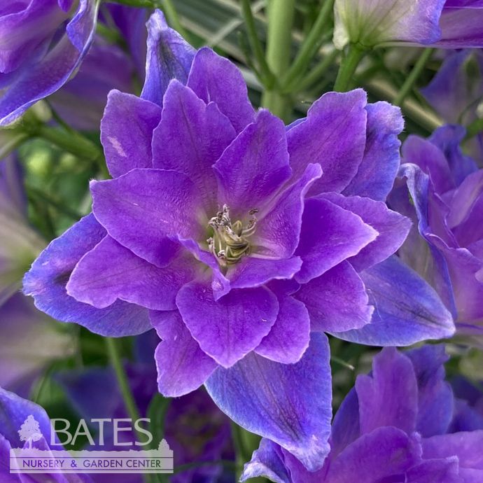 #1 Delphinium Delgenius 'Glitzy'/ Purple-Blue Larkspur