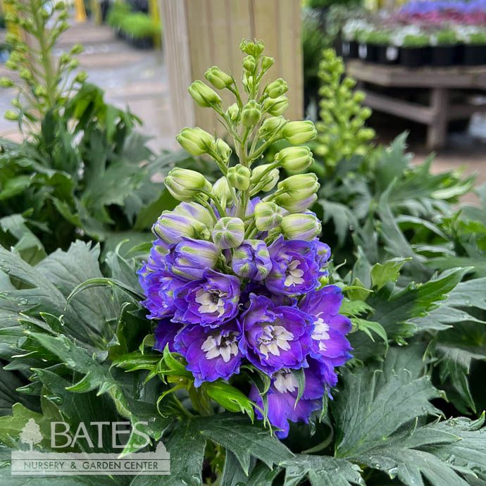 #1 Delphinium Delgenius 'Glitzy'/ Purple-Blue Larkspur