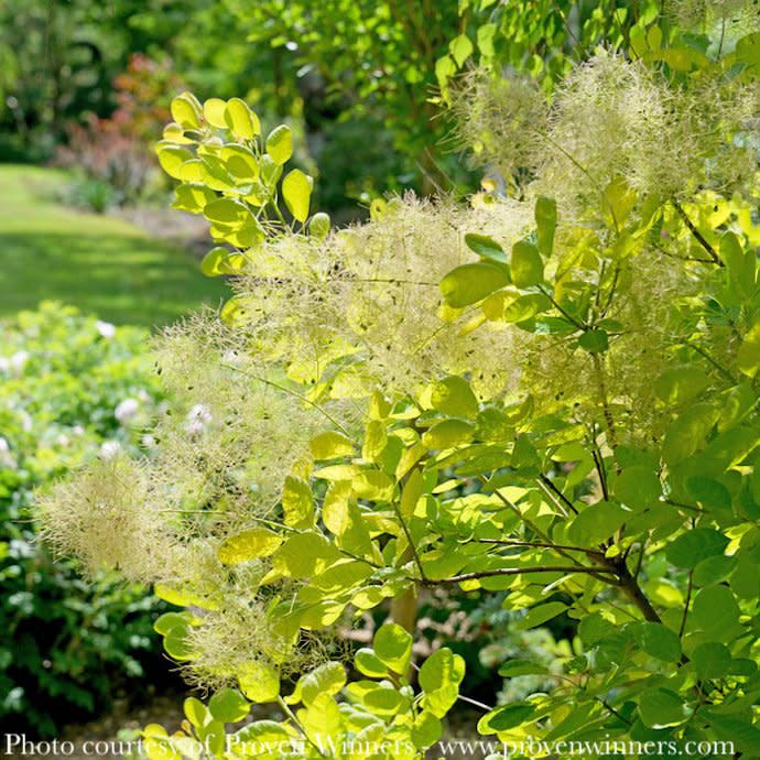 #2 Cotinus PW coggygria Winecraft GOLD/ Smoketree