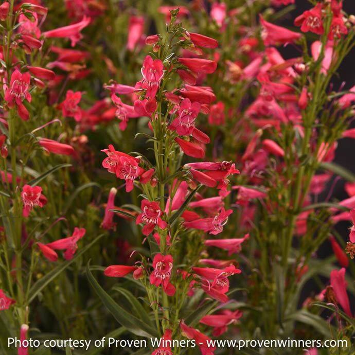 #1 Penstemon x PW Summit Sweets 'Ruby/ Red Beardtongue