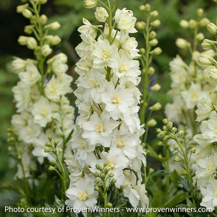 #1 Delphinium Delgenius 'Neva'/ White Larkspur