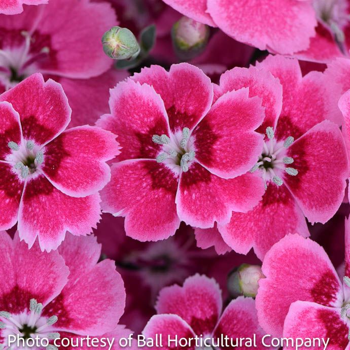 #1 Dianthus x Electric Dreams/ Pink