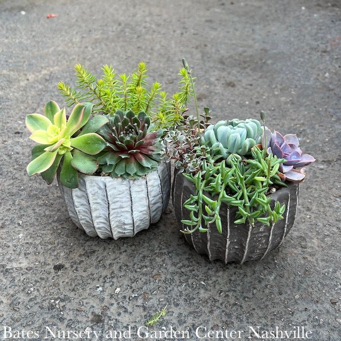 4.5P Saguaro Pot w/ Succulent Combo