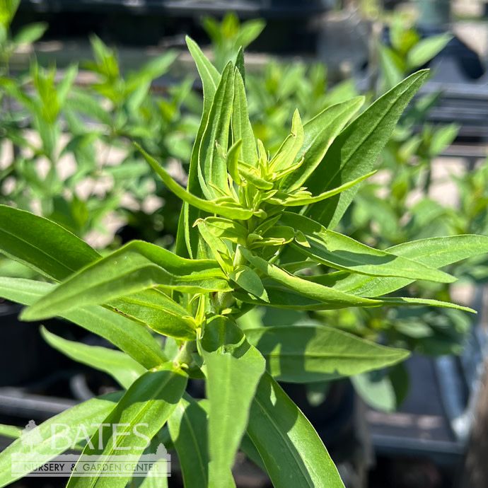 #1 Liatris scariosa/ Savanna Blazing Star Native (TN)