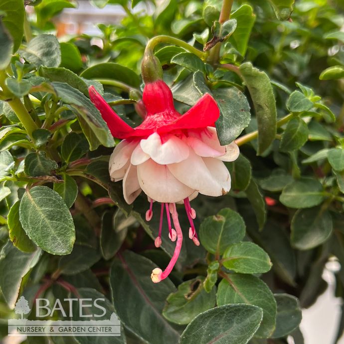 Tropical Topiary Patio Tree #2 Fuchsia Britney/ Red and White - No Warranty
