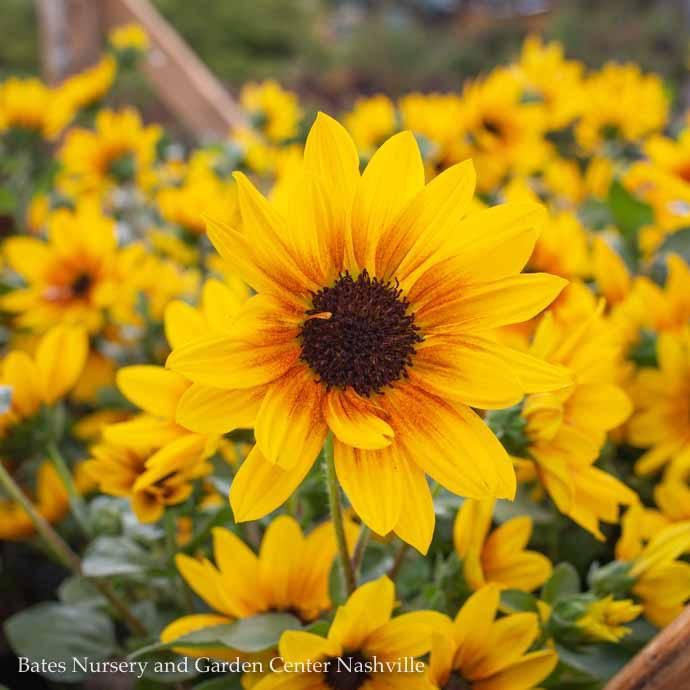 Tropical #2 Helianthus x annuus Sunbelievable 'Brown-Eyed Girl'/ Sunflower - No Warranty