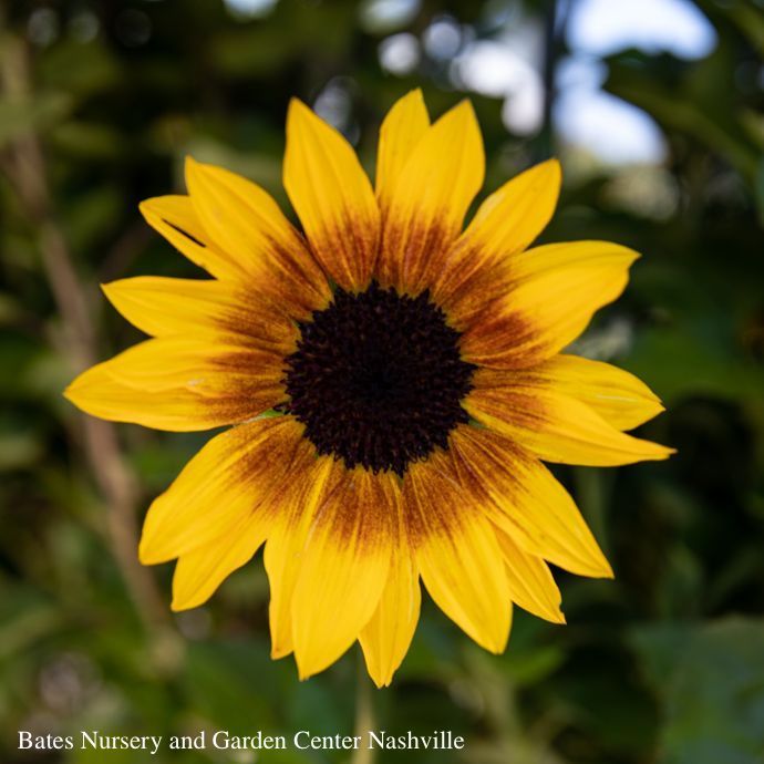 Tropical #2 Helianthus x annuus Sunbelievable 'Brown-Eyed Girl'/ Sunflower - No Warranty