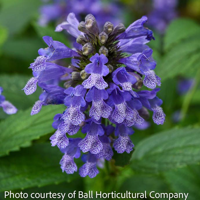 #1 Nepeta Prelude 'Blue'/ Catmint