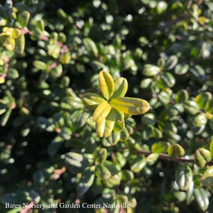 #2 Ilex cren Compacta/ Japanese Holly (female)