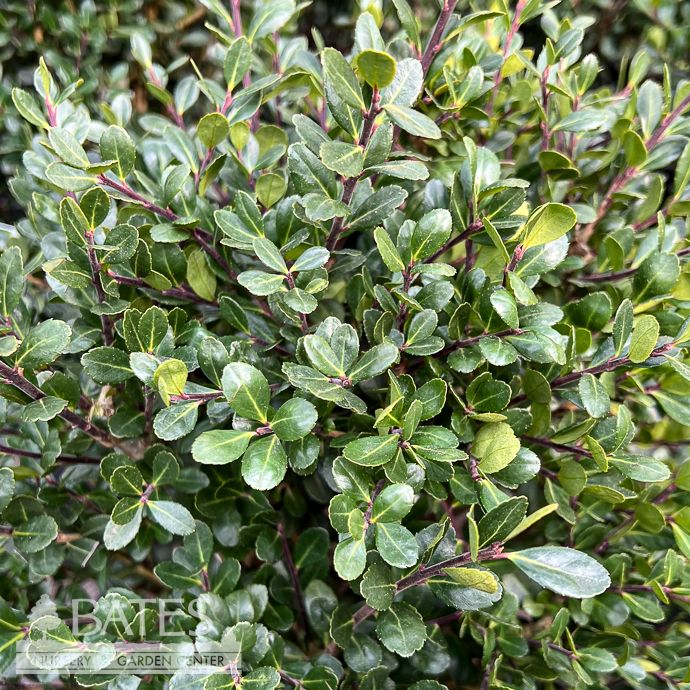 #2 Ilex cren Compacta/ Japanese Holly (female)