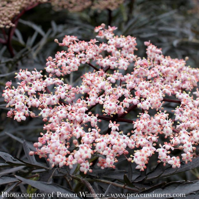 #2 Sambucus nigra PW Black Lace/ Elderberry