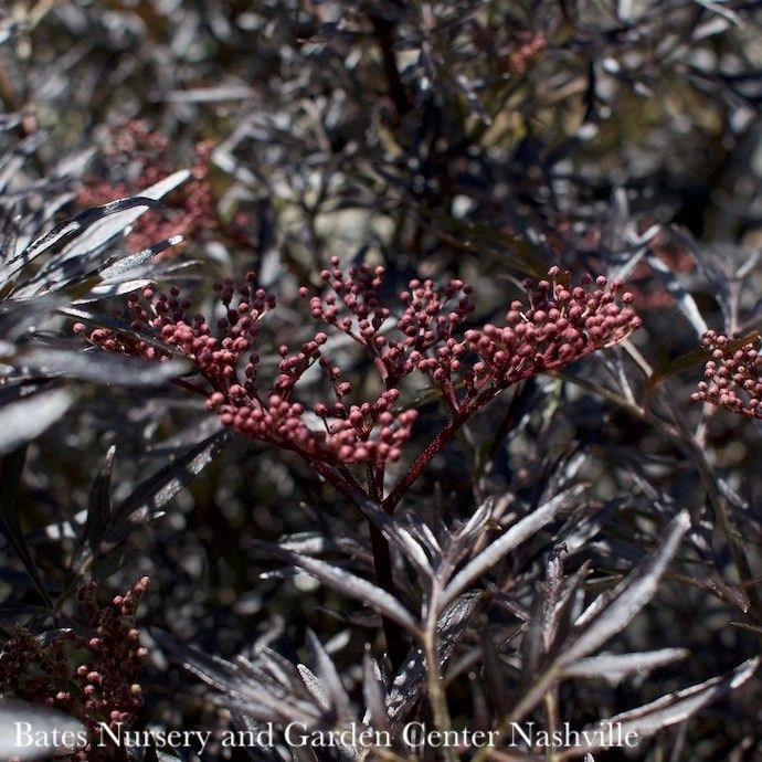 #2 Sambucus nigra PW Black Lace/ Elderberry