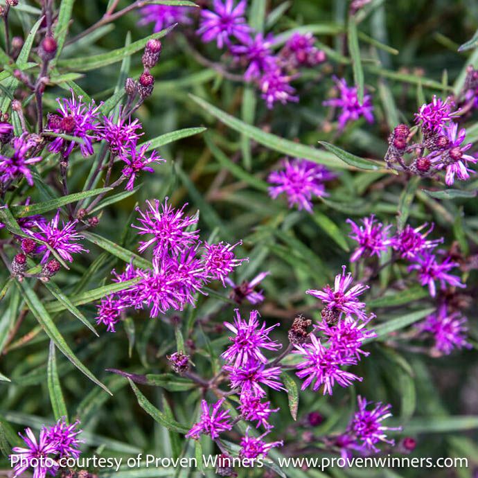#1 Vernonia x PW Prairie Princess/ Ironweed