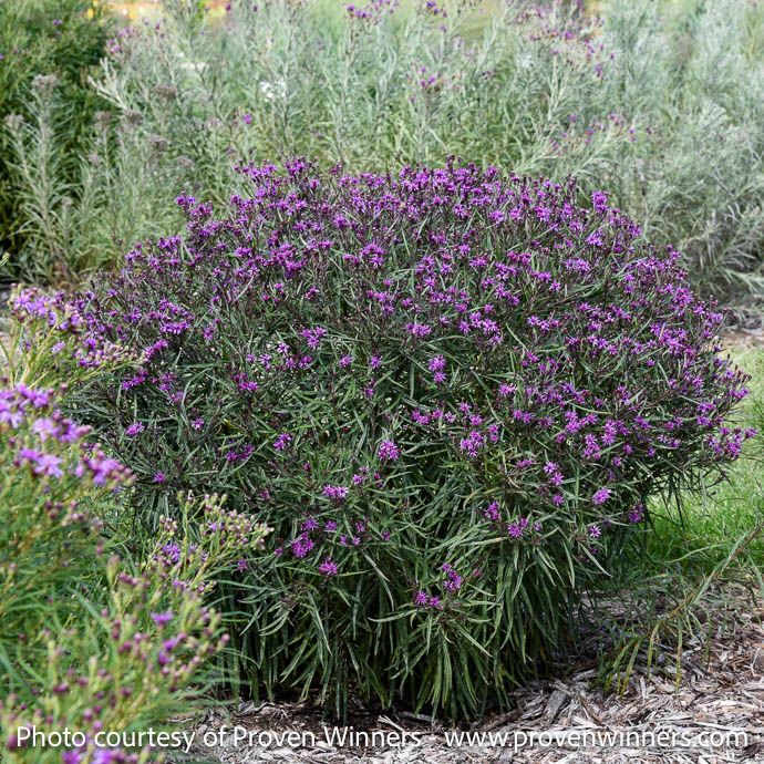 #1 Vernonia x PW Prairie Princess/ Ironweed