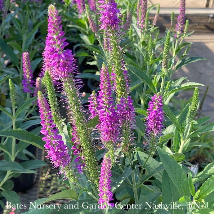#1 Veronica spicata PurpleGum Candles/ Speedwell