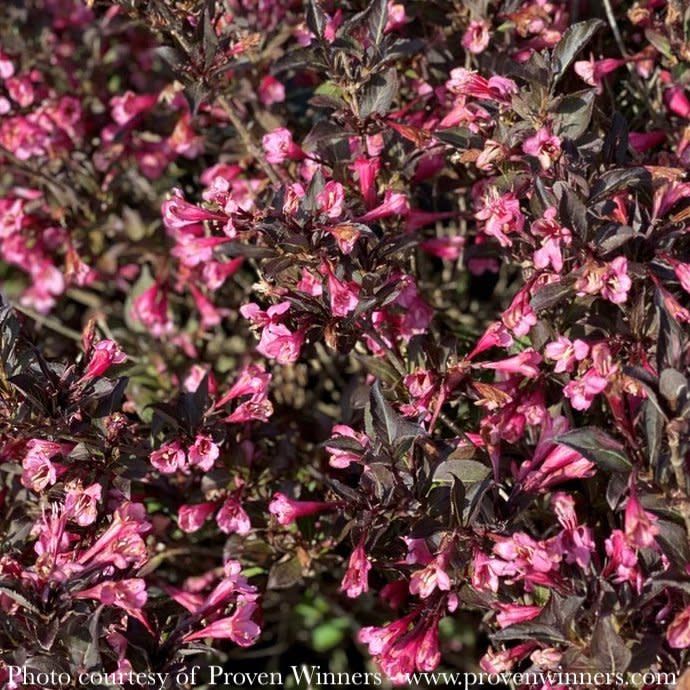 #2 Weigela flor PW Very Fine Wine/ Dark Foliage