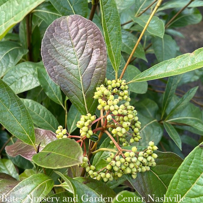 #2 Viburnum nudum PW Brandywine/ Native (TN)
