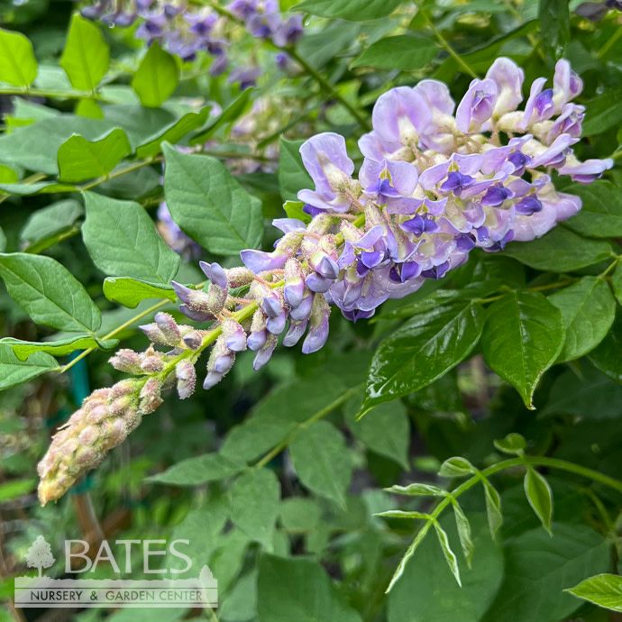 #2 Wisteria macro Blue Moon/ Kentucky Native (TN)