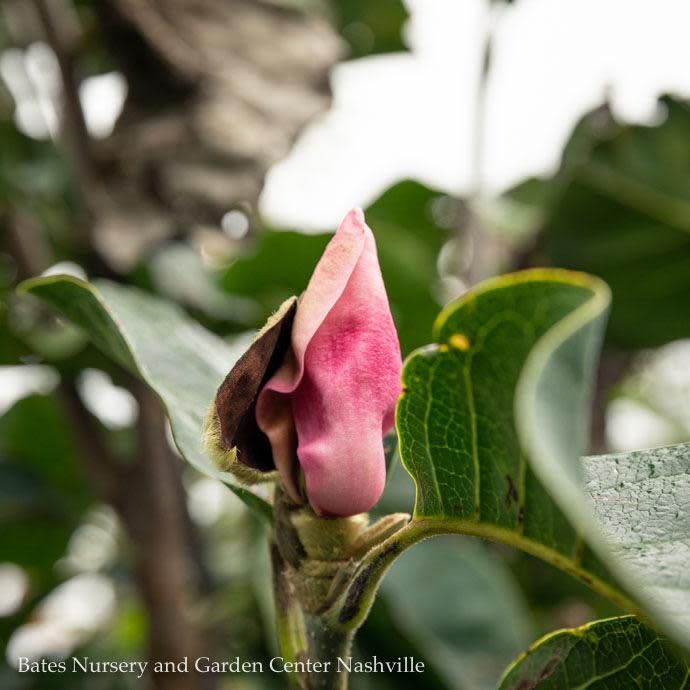 #15 Magnolia x soul Black Tulip/ Deciduous Dark Purple-pink Saucer