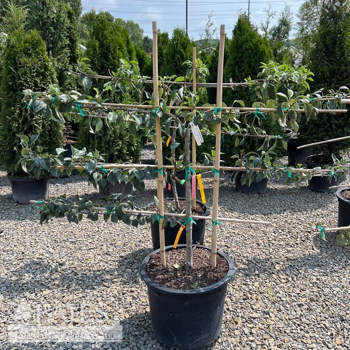 Edible Topiary Espalier #15 Pyrus 4 in 1  / Pear