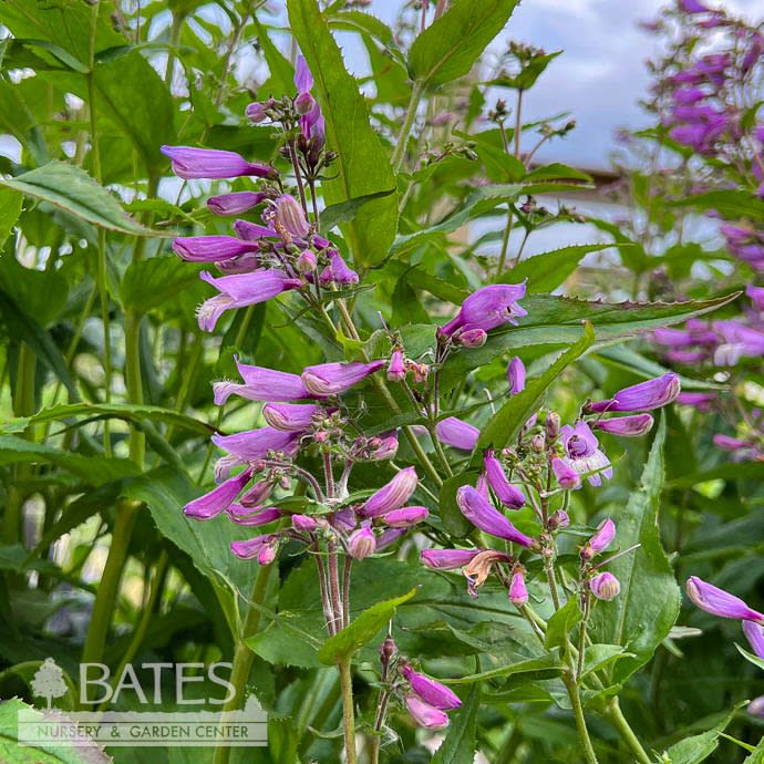 #1 Penstemon x Nova 'Twilight'/ Purple Beardtongue